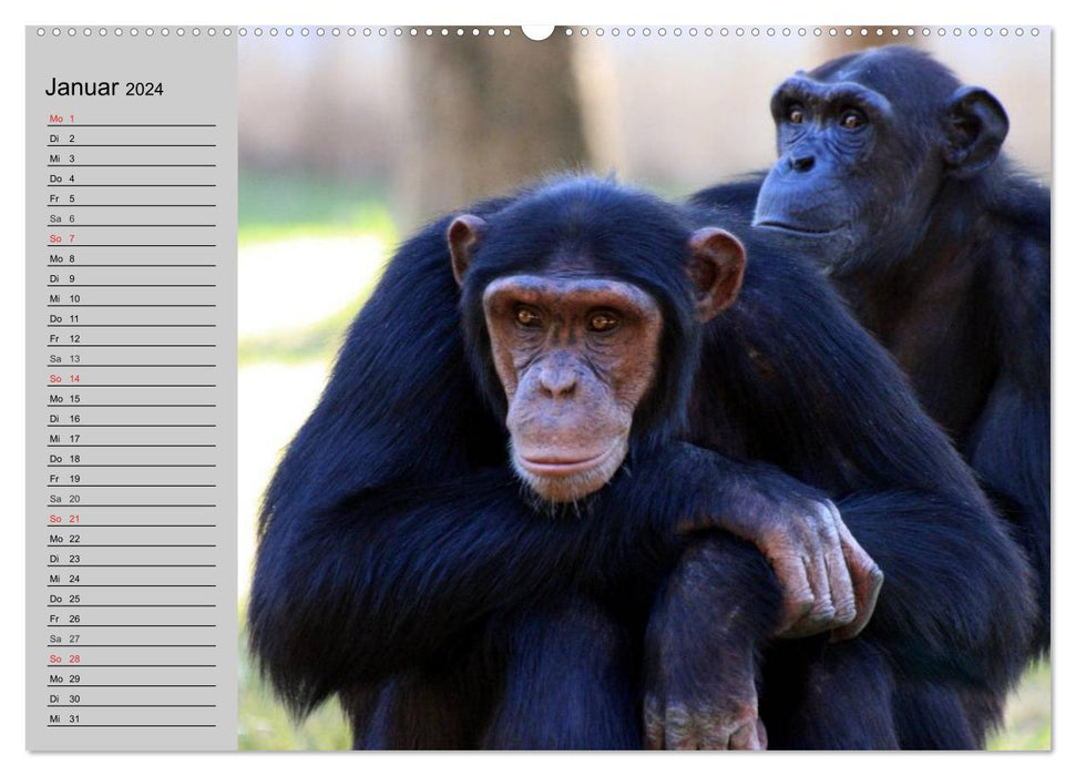 Chimpanzés (Calendrier mural CALVENDO Premium 2024) 