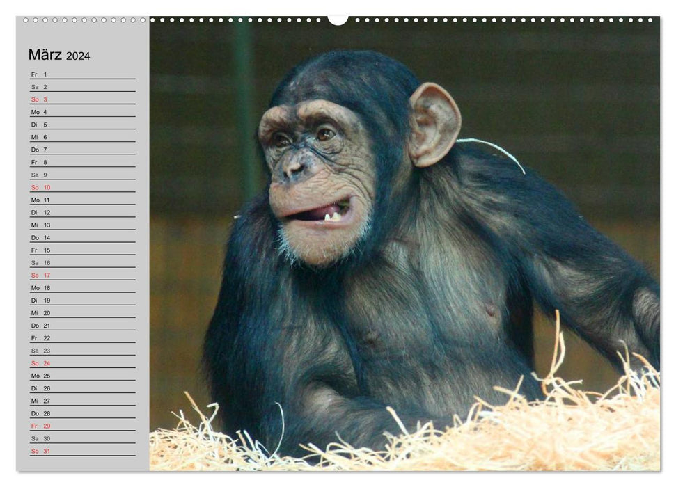 Chimpanzés (Calendrier mural CALVENDO Premium 2024) 