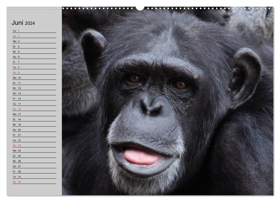 Chimpanzés (Calendrier mural CALVENDO Premium 2024) 