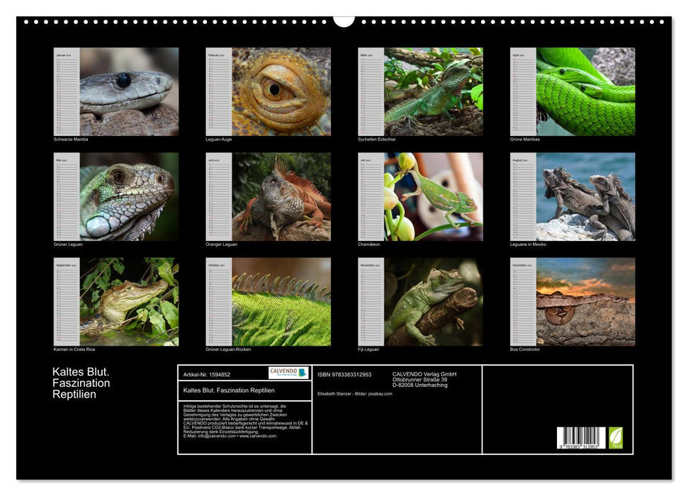 Sang-froid. Fascination pour les reptiles (Calendrier mural CALVENDO 2024) 