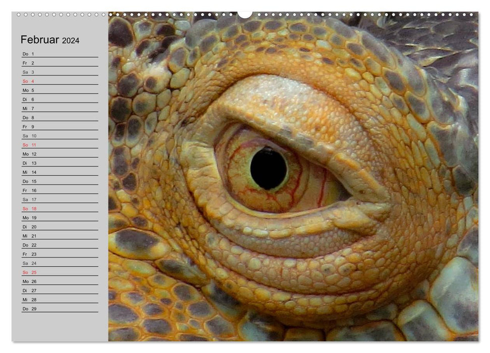 Sang-froid. Fascination pour les reptiles (Calendrier mural CALVENDO 2024) 