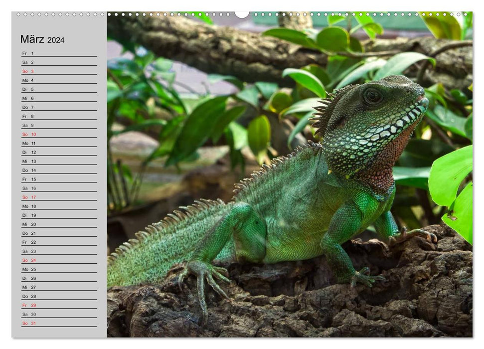 Sang-froid. Fascination pour les reptiles (Calendrier mural CALVENDO 2024) 