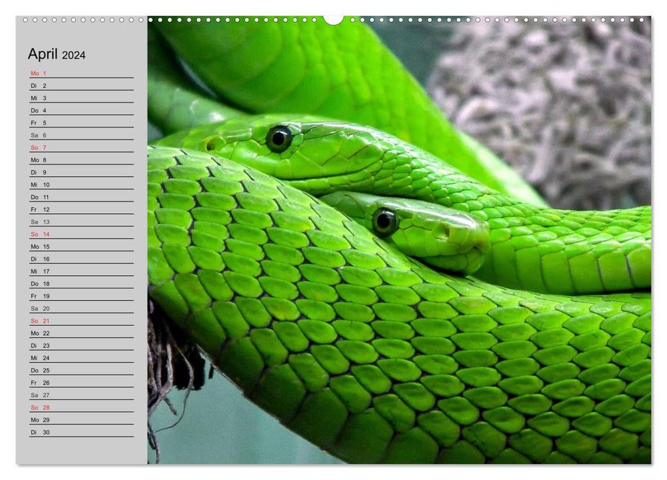 Sang-froid. Fascination pour les reptiles (Calendrier mural CALVENDO 2024) 