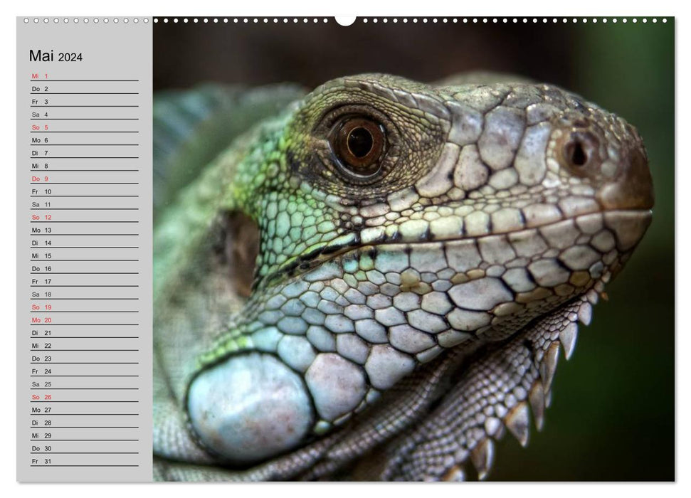 Sang-froid. Fascination pour les reptiles (Calendrier mural CALVENDO 2024) 