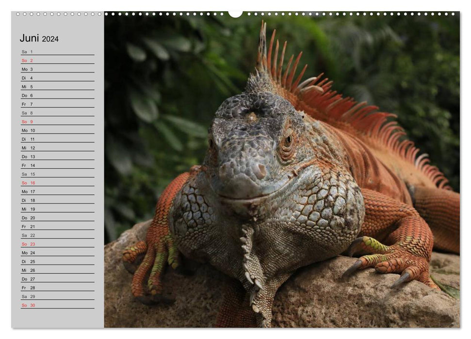 Sang-froid. Fascination pour les reptiles (Calendrier mural CALVENDO 2024) 