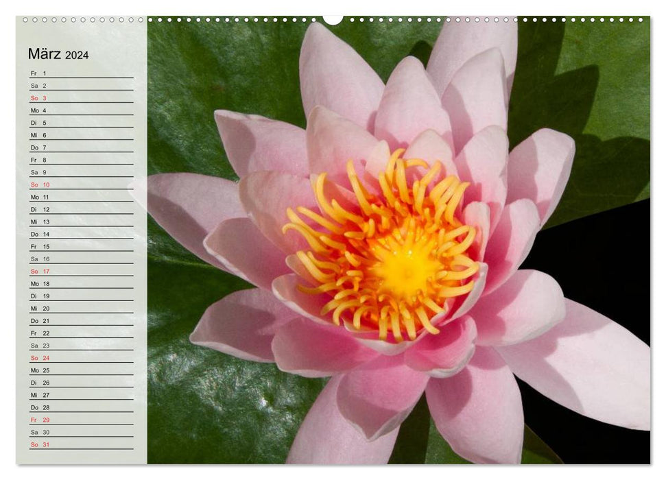 Water lilies. Elegant eye-catcher (CALVENDO wall calendar 2024) 