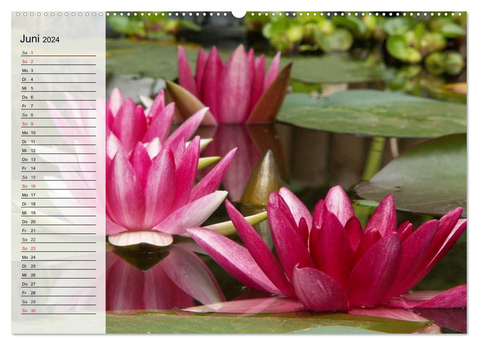 Water lilies. Elegant eye-catcher (CALVENDO wall calendar 2024) 