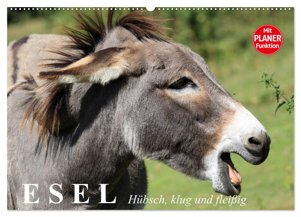 Donkey. Pretty, smart and hardworking (CALVENDO wall calendar 2024) 