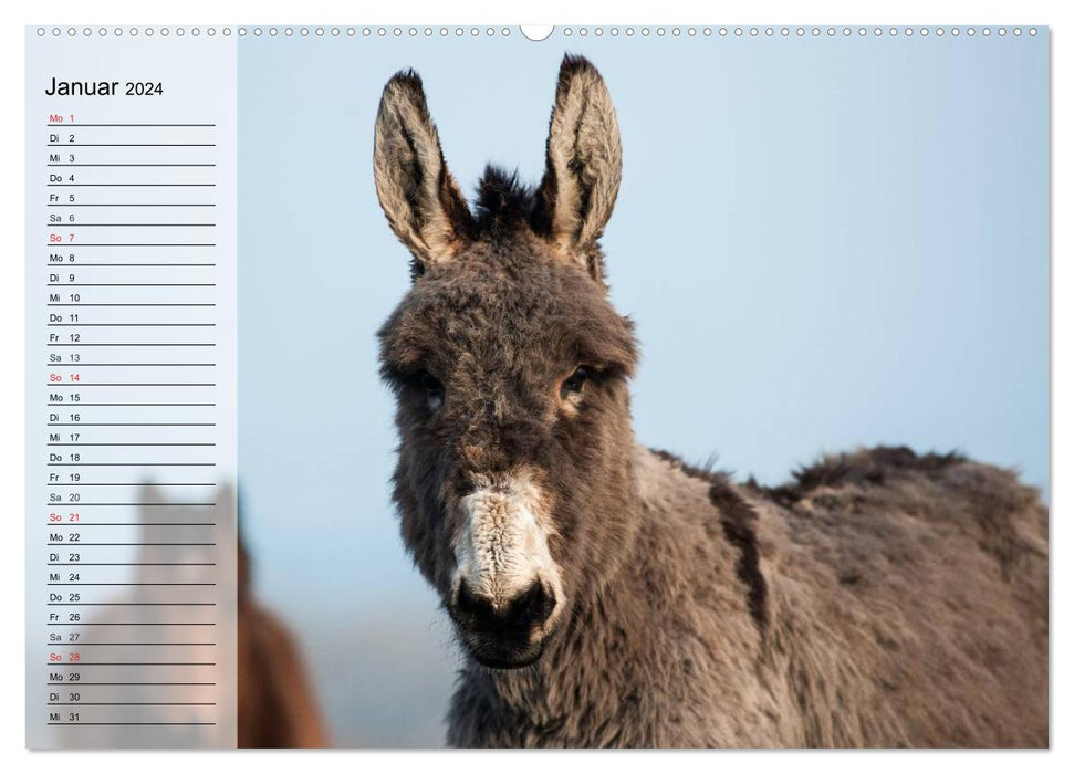 Donkey. Pretty, smart and hardworking (CALVENDO wall calendar 2024) 