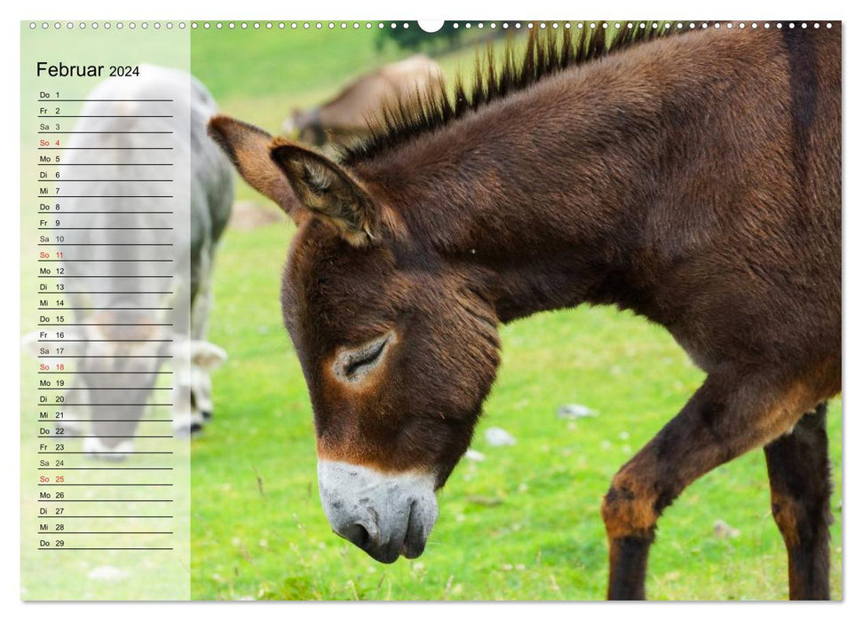 Donkey. Pretty, smart and hardworking (CALVENDO wall calendar 2024) 