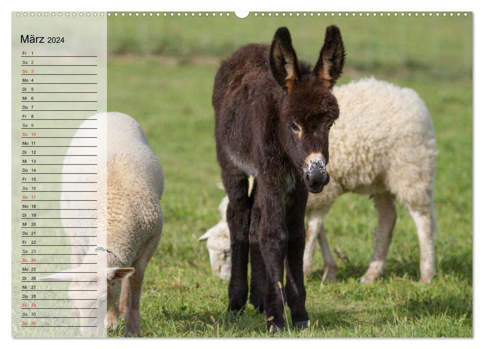 Donkey. Pretty, smart and hardworking (CALVENDO wall calendar 2024) 