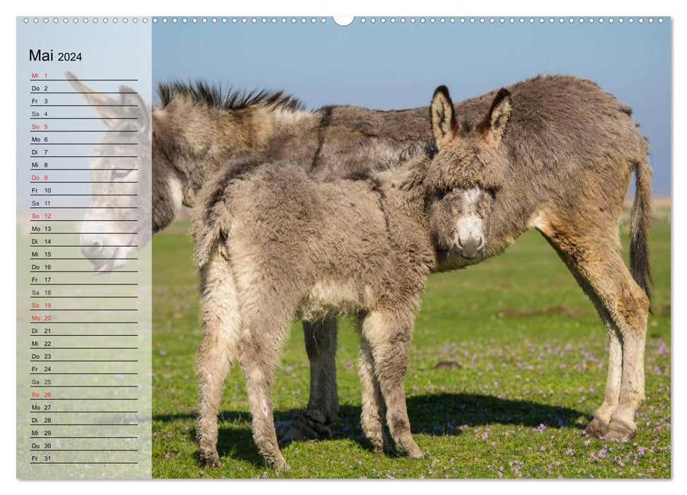 Donkey. Pretty, smart and hardworking (CALVENDO wall calendar 2024) 