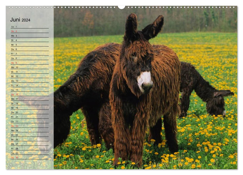 Donkey. Pretty, smart and hardworking (CALVENDO wall calendar 2024) 