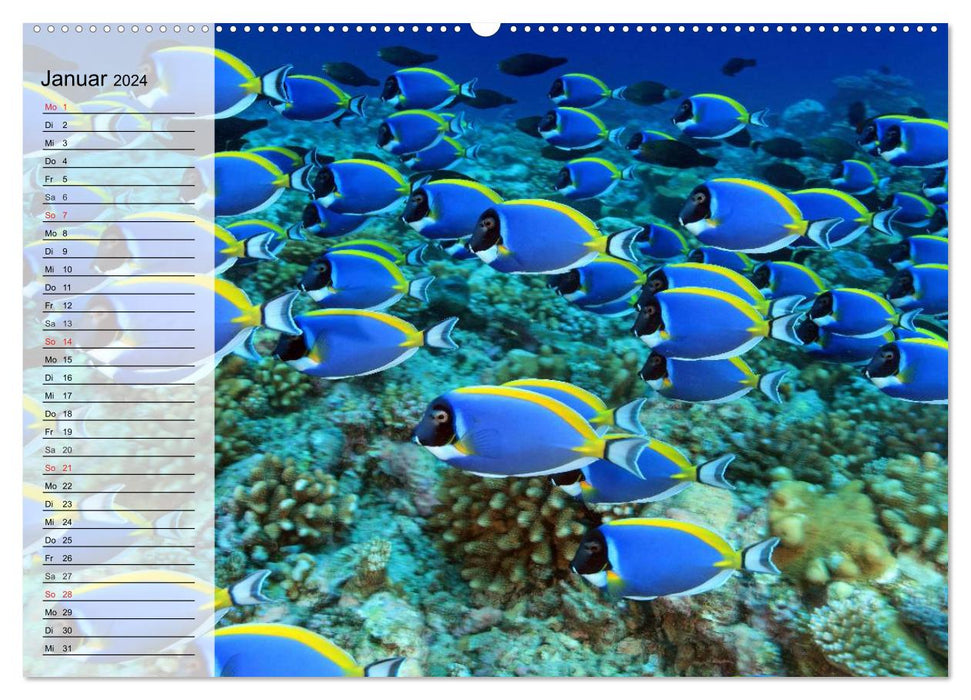 Paradise in eternal blue. The colorful underwater world (CALVENDO wall calendar 2024) 