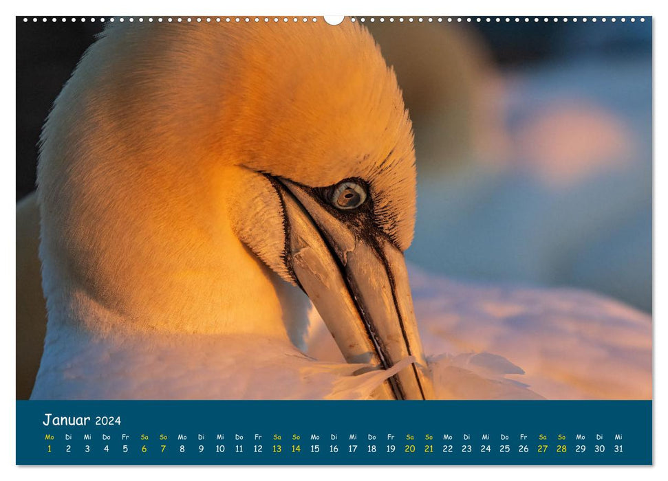 Heligoland Gannet 2024 (Calvendo Premium Calendrier mural 2024) 