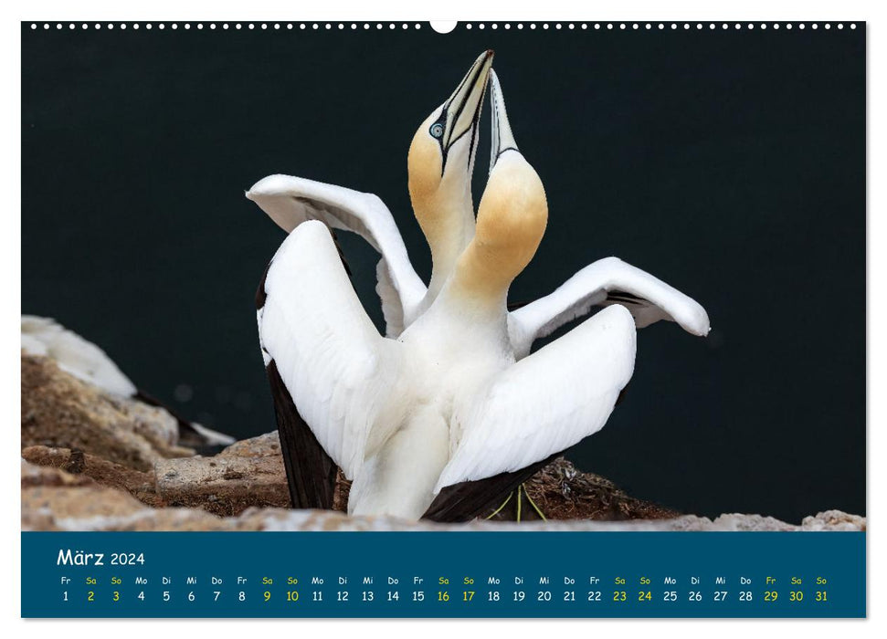 Heligoland Gannet 2024 (CALVENDO Premium Wall Calendar 2024) 