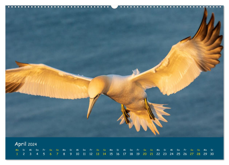 Heligoland Gannet 2024 (Calvendo Premium Calendrier mural 2024) 