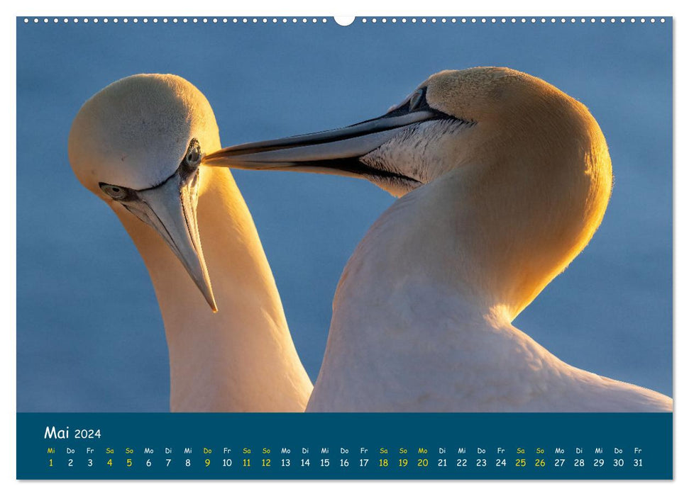 Heligoland Gannet 2024 (CALVENDO Premium Wall Calendar 2024) 