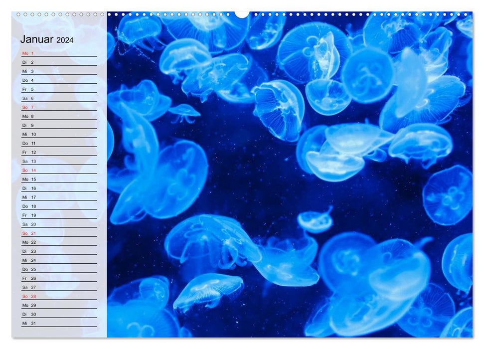 Jellyfish. Ethereal miraculous creatures (CALVENDO wall calendar 2024) 