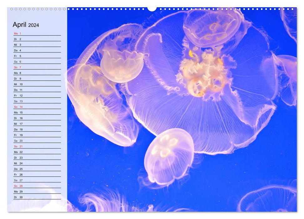 Jellyfish. Ethereal miraculous creatures (CALVENDO wall calendar 2024) 