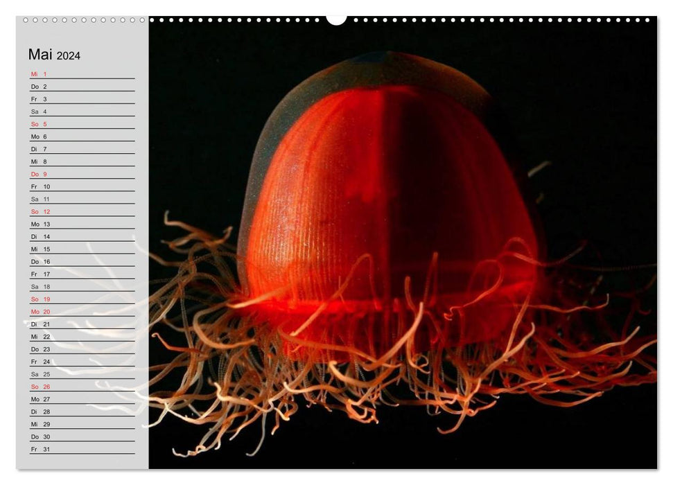 Jellyfish. Ethereal miraculous creatures (CALVENDO wall calendar 2024) 
