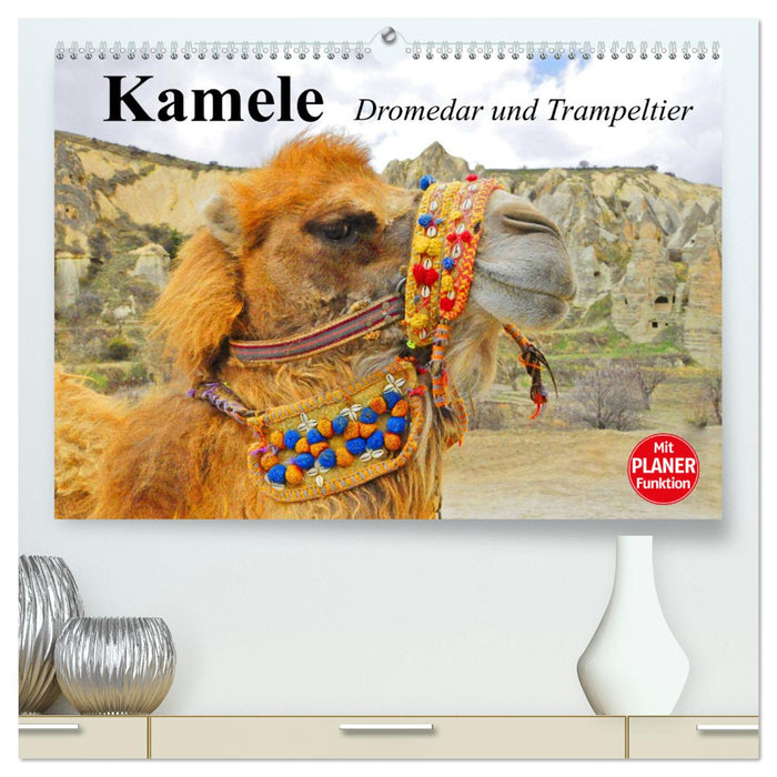Camels. Dromedary and Bactrian camel (CALVENDO Premium Wall Calendar 2024) 