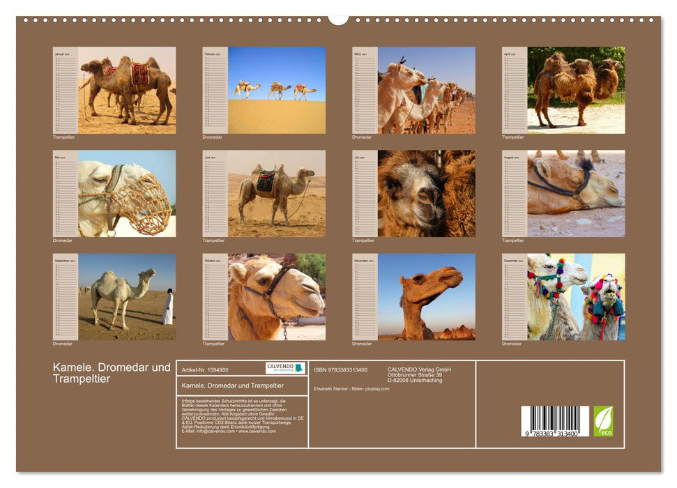 Camels. Dromedary and Bactrian camel (CALVENDO Premium Wall Calendar 2024) 