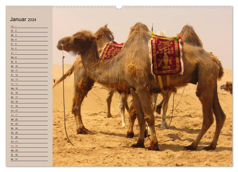 Des chameaux. Dromadaire et chameau de Bactriane (Calendrier mural CALVENDO Premium 2024) 