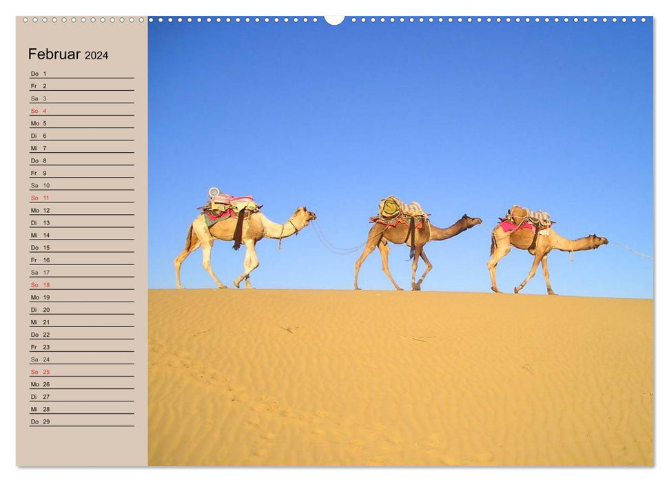 Camels. Dromedary and Bactrian camel (CALVENDO Premium Wall Calendar 2024) 
