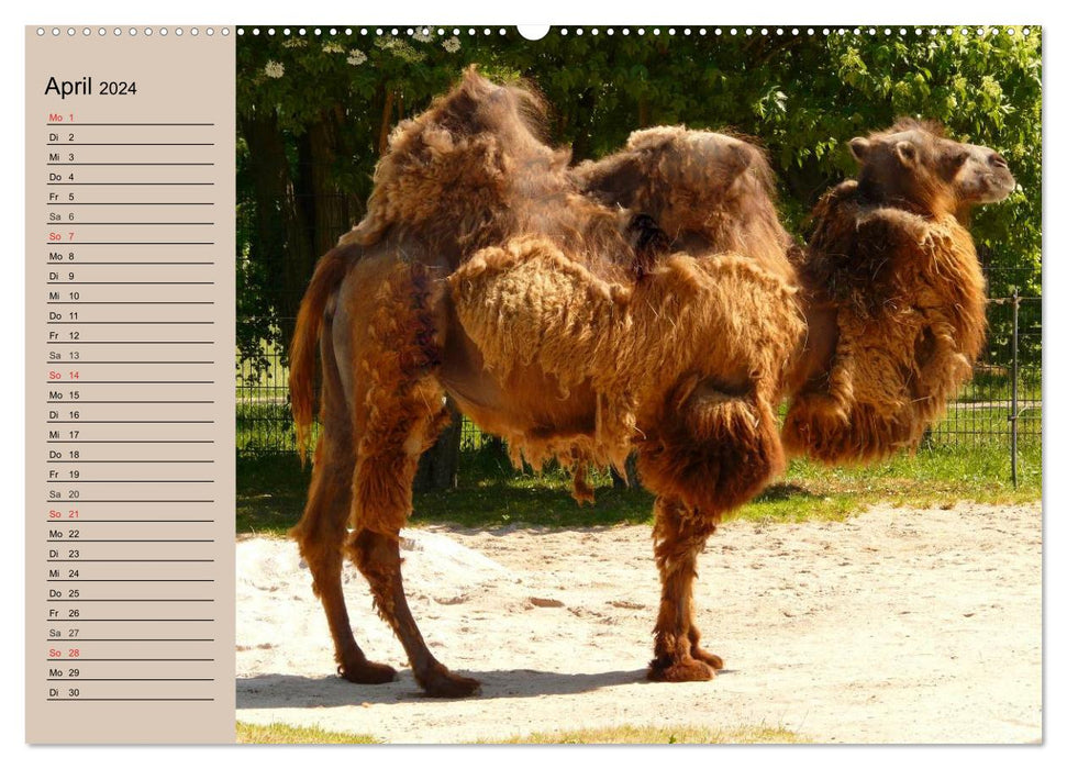 Des chameaux. Dromadaire et chameau de Bactriane (Calendrier mural CALVENDO Premium 2024) 