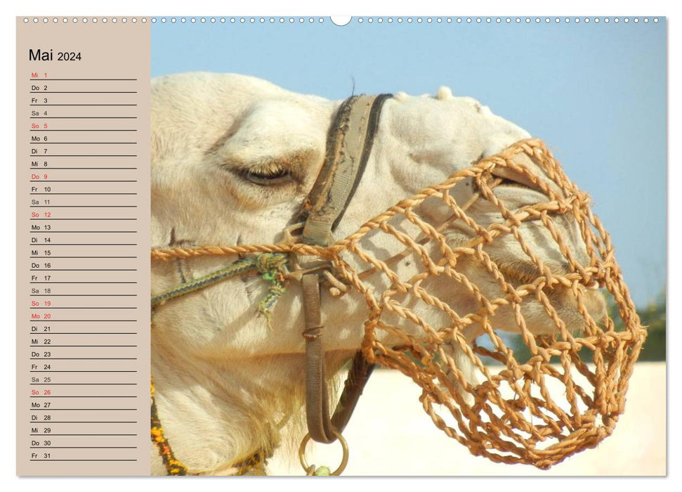 Kamele. Dromedar und Trampeltier (CALVENDO Premium Wandkalender 2024)