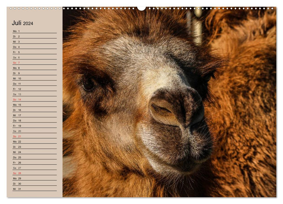 Camels. Dromedary and Bactrian camel (CALVENDO Premium Wall Calendar 2024) 