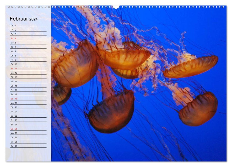 Jellyfish. The World of Medusas (CALVENDO Wall Calendar 2024) 