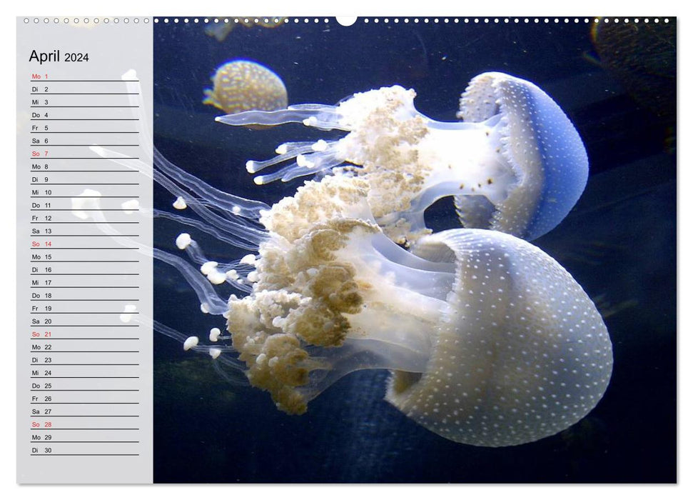 Méduse. Le monde des méduses (Calendrier mural CALVENDO 2024) 