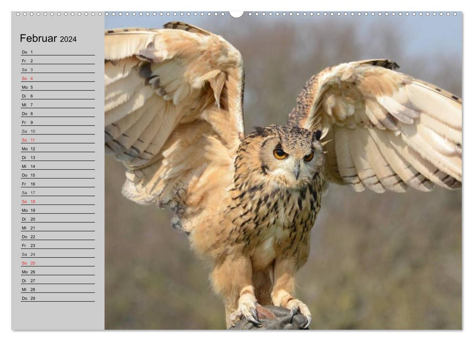 Owls. Feathered wisdom (CALVENDO wall calendar 2024) 