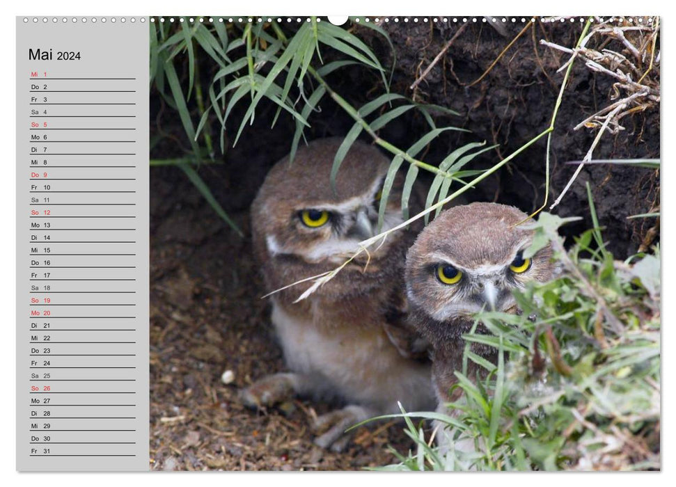 Chouettes. Sagesse plumeuse (Calendrier mural CALVENDO 2024) 