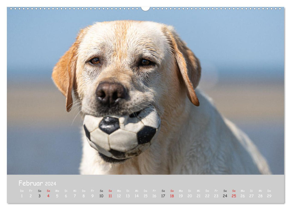 Lovable Labrador 2024 (CALVENDO Premium Wall Calendar 2024) 