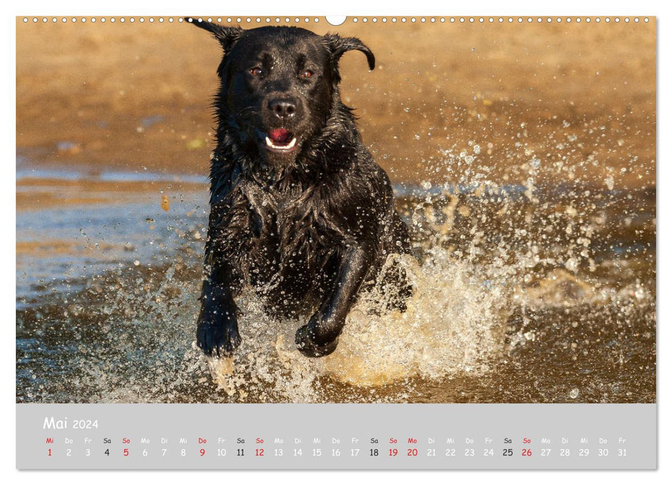 Liebenswerter Labrador 2024 (CALVENDO Premium Wandkalender 2024)