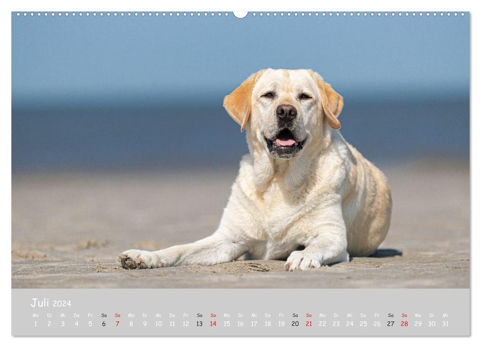 Liebenswerter Labrador 2024 (CALVENDO Premium Wandkalender 2024)
