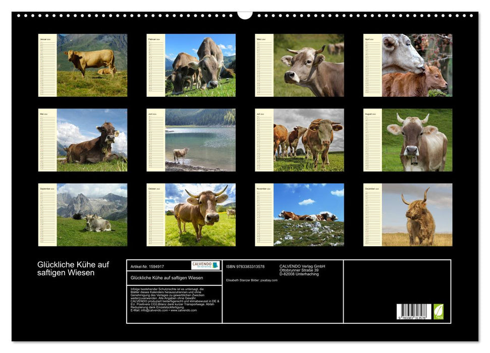 Happy cows on lush meadows (CALVENDO wall calendar 2024) 