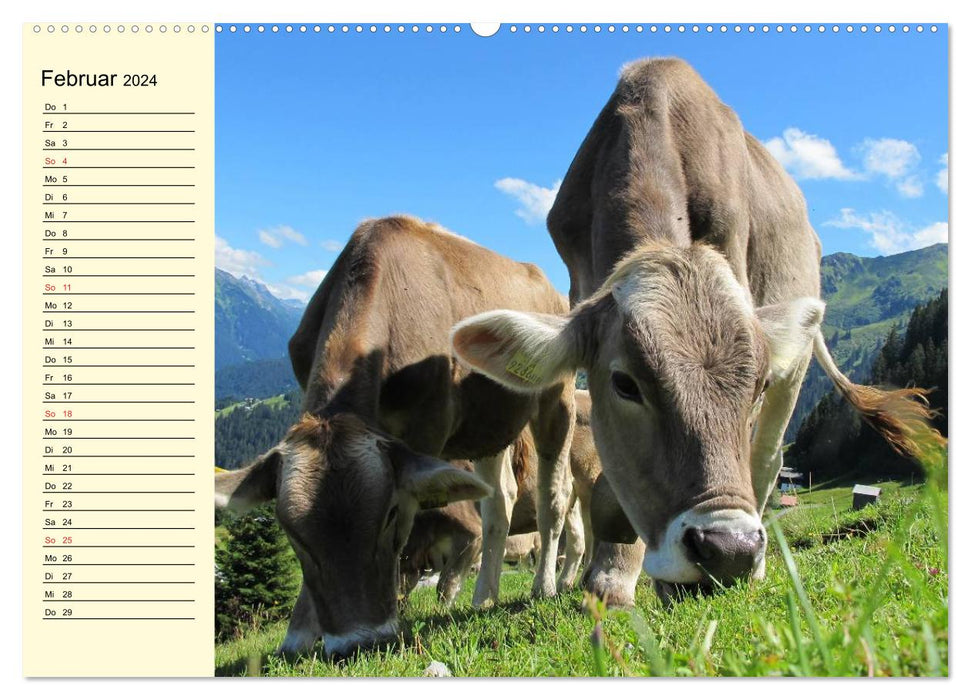 Vaches heureuses dans des prairies luxuriantes (Calendrier mural CALVENDO 2024) 