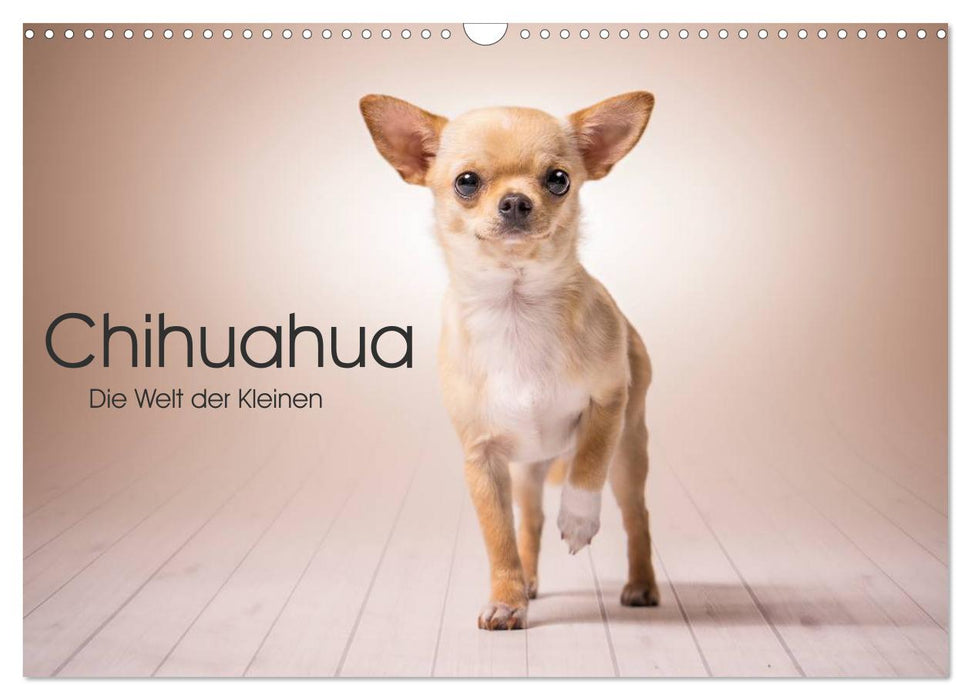 Chihuahua - Die Welt der Kleinen (CALVENDO Wandkalender 2024)