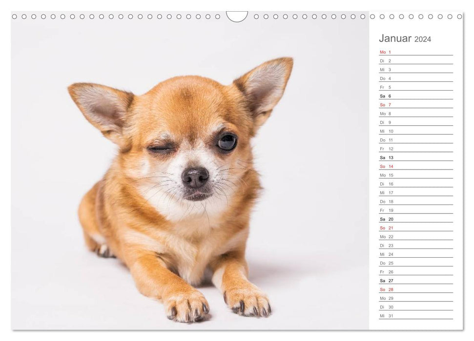 Chihuahua - Die Welt der Kleinen (CALVENDO Wandkalender 2024)