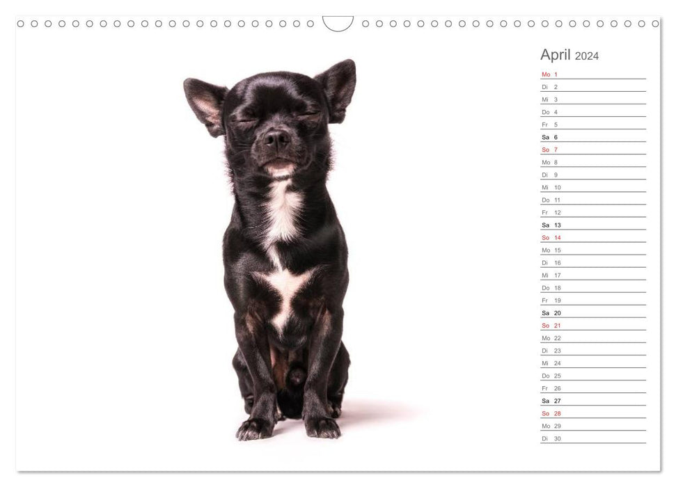 Chihuahua - The world of the little ones (CALVENDO wall calendar 2024) 