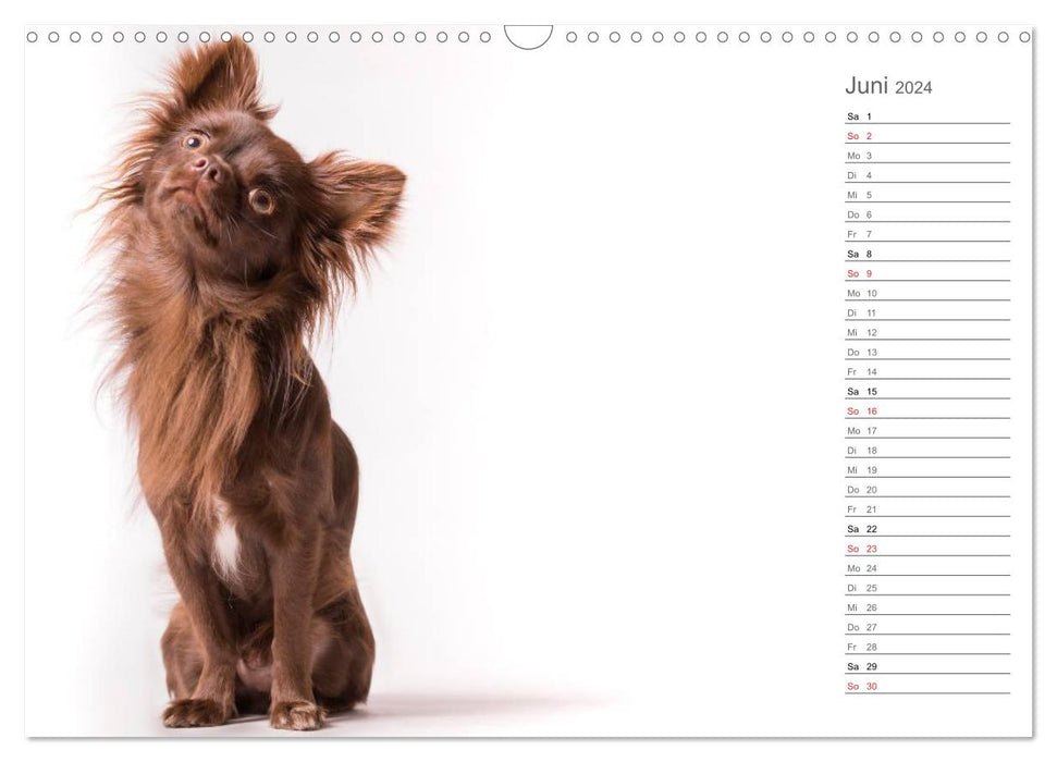 Chihuahua - The world of the little ones (CALVENDO wall calendar 2024) 