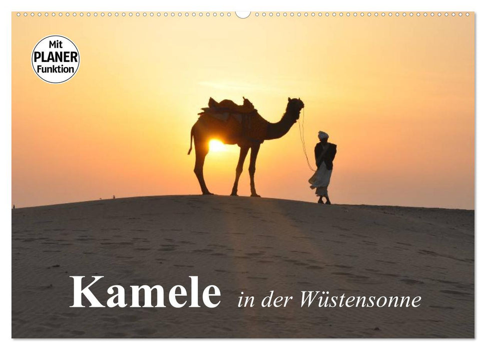 Kamele in der Wüstensonne (CALVENDO Wandkalender 2024)