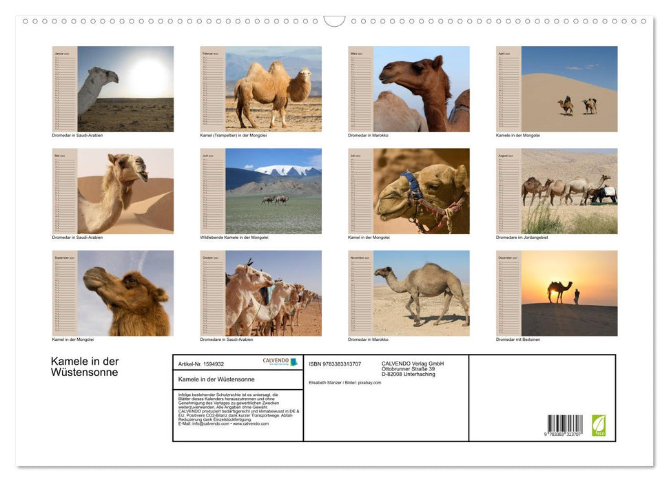 Camels in the desert sun (CALVENDO wall calendar 2024) 