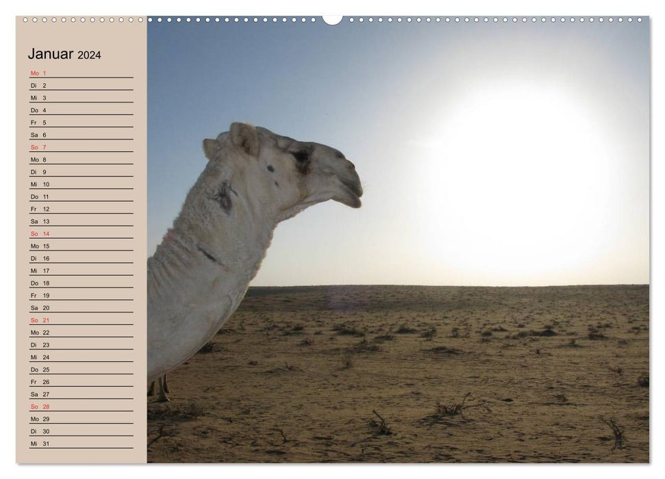 Camels in the desert sun (CALVENDO wall calendar 2024) 