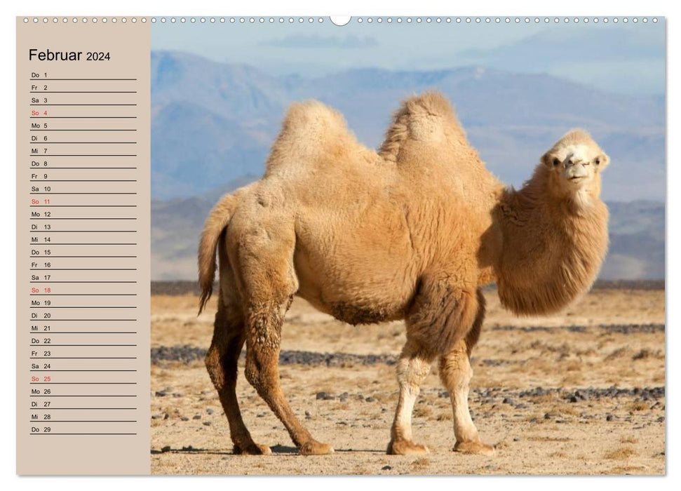 Camels in the desert sun (CALVENDO wall calendar 2024) 