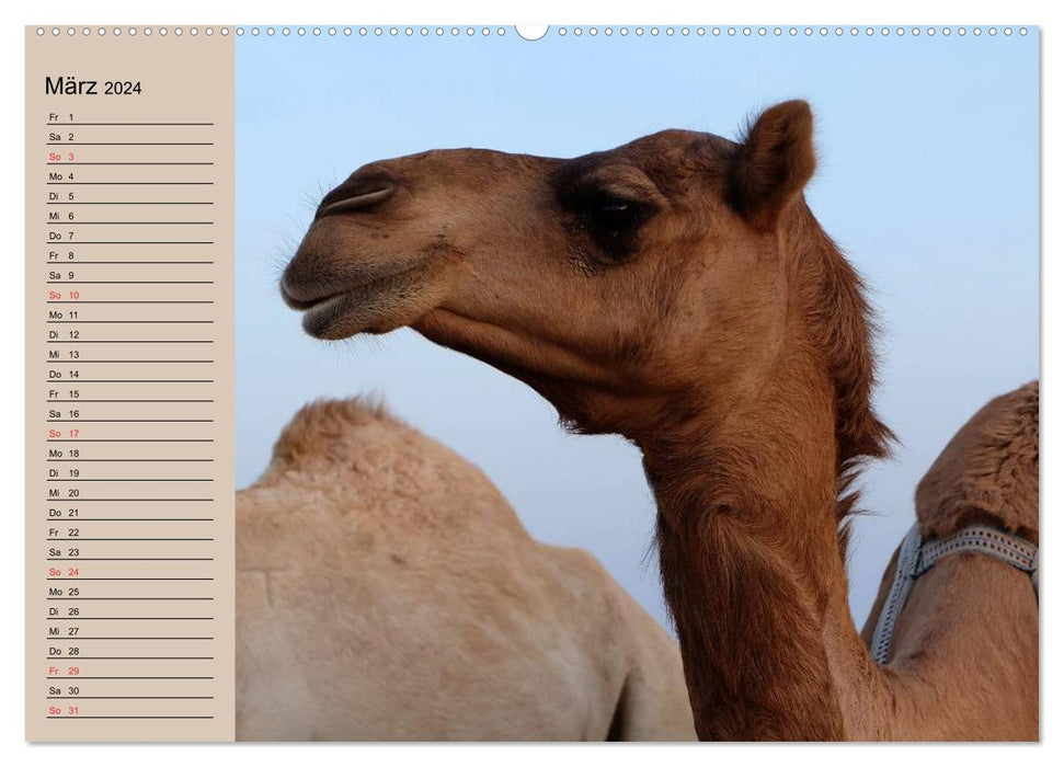 Camels in the desert sun (CALVENDO wall calendar 2024) 